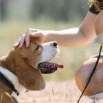 Mthodes d'ducation Canine : Apprenez les mthodes les plus efficaces