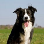 Top 10 des races de chiens faciles  duquer pour tous les matres