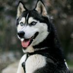 Ces 10 races de chiens vont mettre votre éducation à l'épreuve !