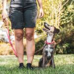 Travailler avec les chiens : quels mtiers existent?