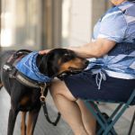 5 mtiers du chien : sauveteur, guide, berger, policier et assistance