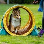 Agility : le sport canin pour bouger autrement avec son chien !