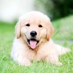 Adoption canine : tout savoir sur la r�gle des 3 (3-3-3)