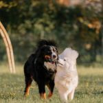 La règle des 7-7-7 pour une socialisation canine réussie