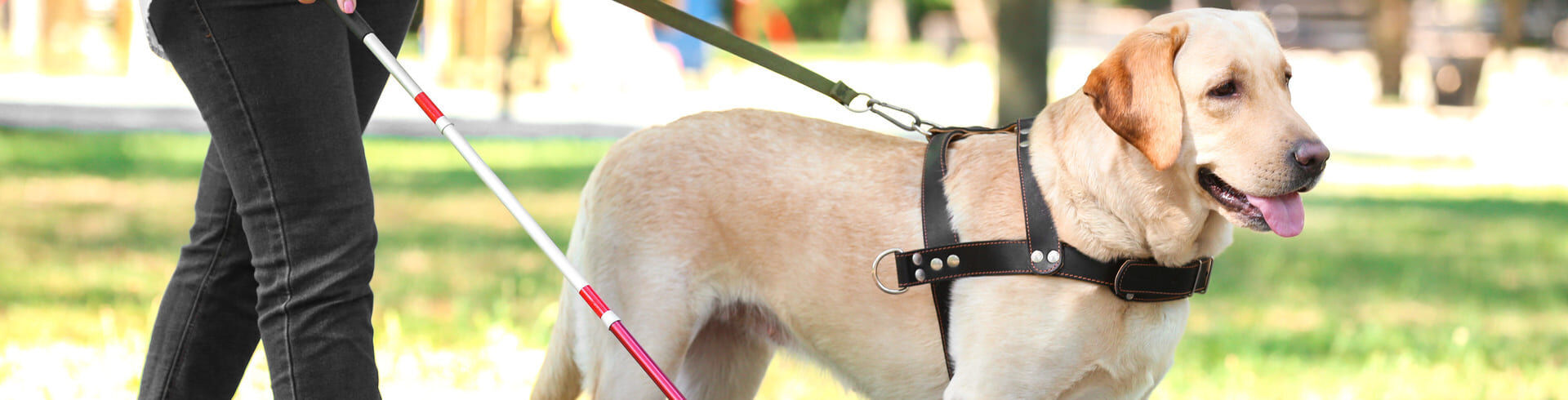 éducateur chien guide d'aveugle