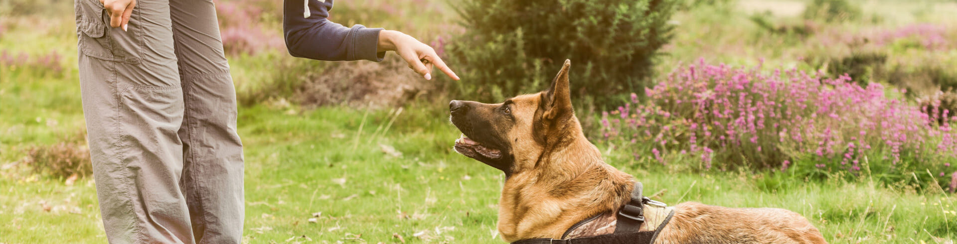 educateur canin