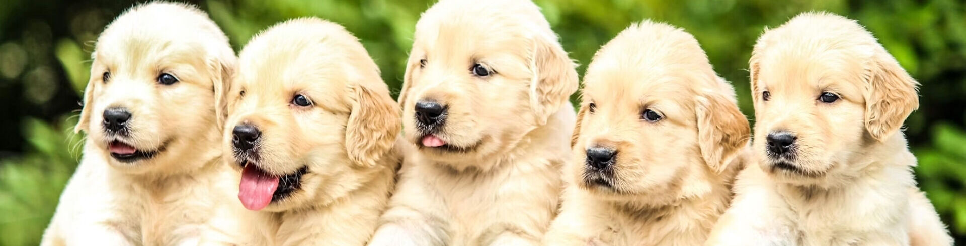 Les m�tiers avec les chiens