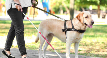 éducateur chiens guides d'aveugles
