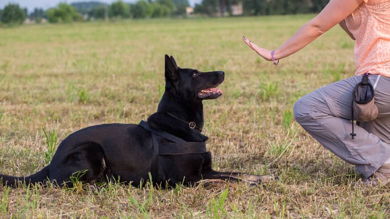 devenir ducateur canin