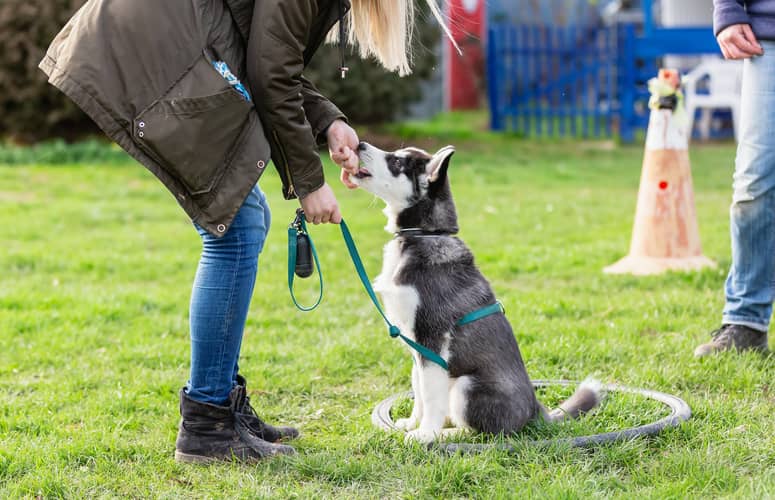 ducateur comportementaliste canin