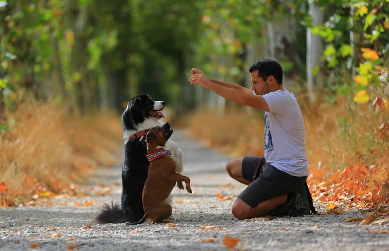 formation ducateur canin