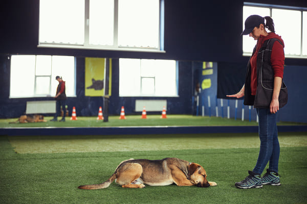 ecoles educateur canin