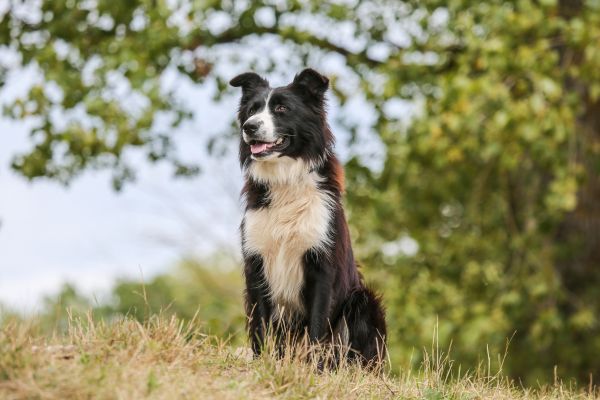 border collie