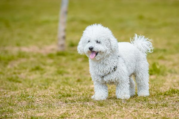 caniche