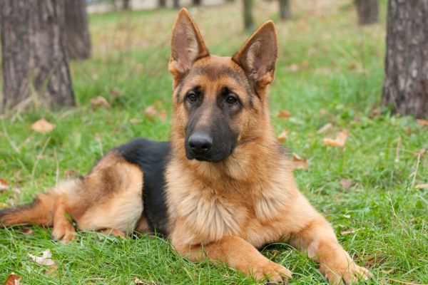 berger allemand