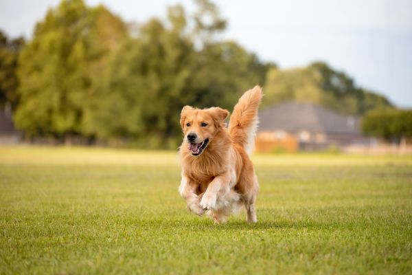 golden retriever