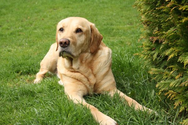 labrador retriever