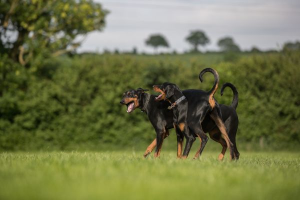 doberman