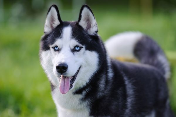 husky de sibérie