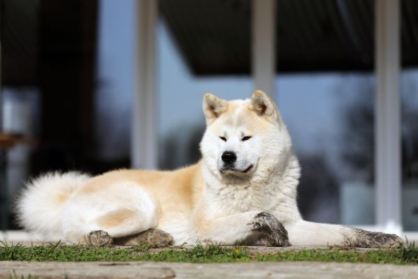 akita inu