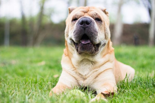shar-pei