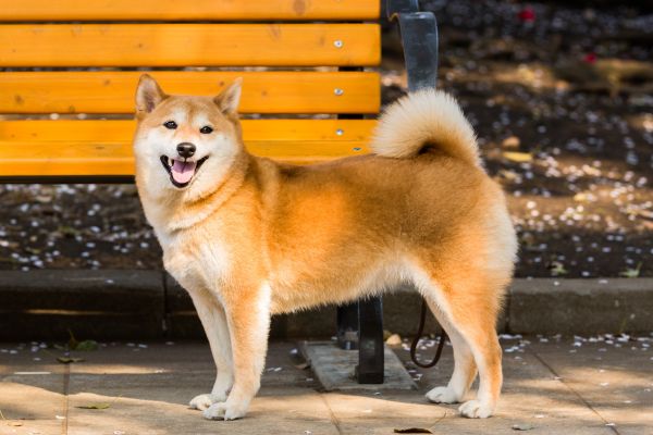 shiba inu
