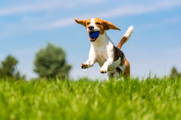 beagle