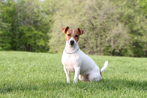 jack russel terrier