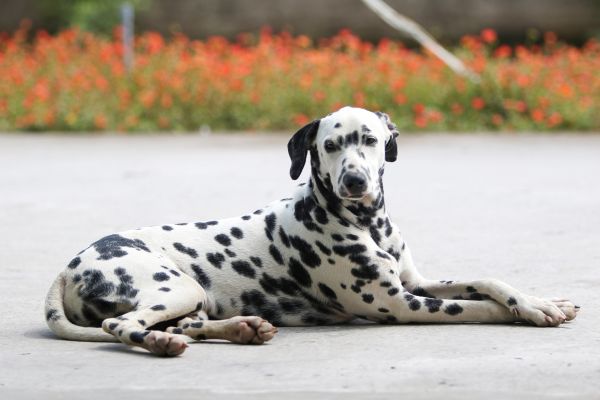 dalmatien