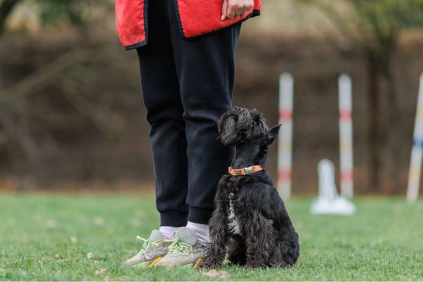 ducateur canin formation