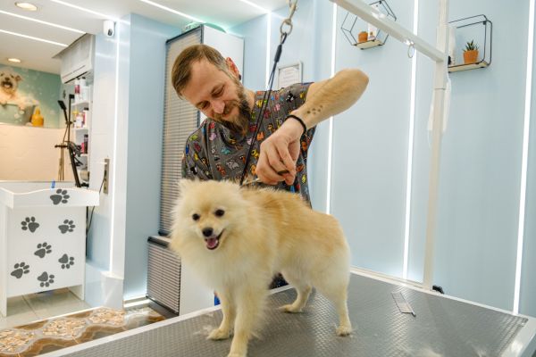 formation au mtier de toiletteur canin