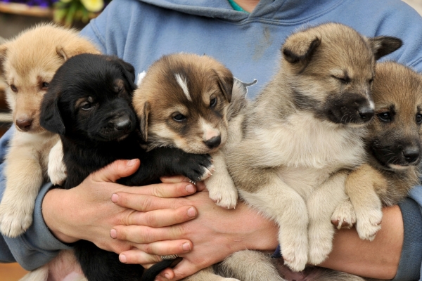 formation pour grer un levage canin