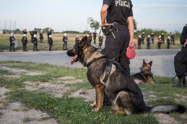 travail de chien policier
