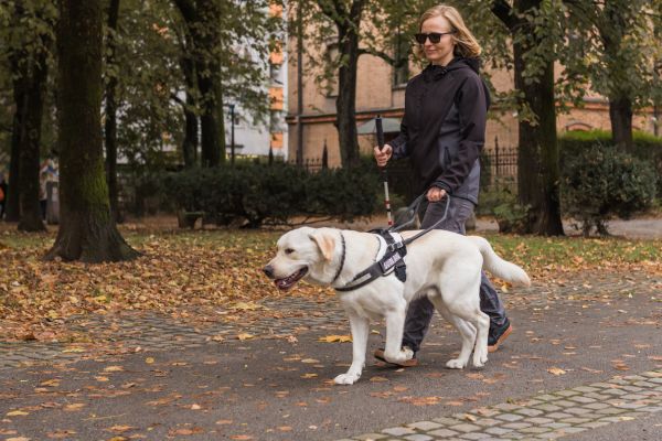chien guide d'aveugle