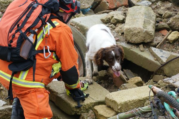 métier du chien sauveteur
