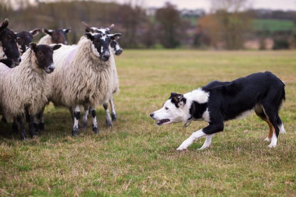 travail de chien de berger