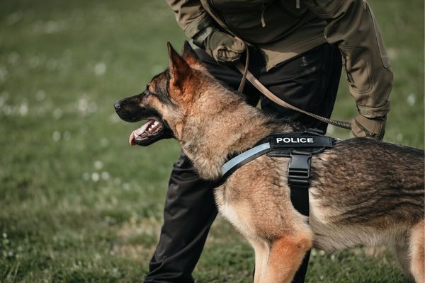 Métier du chien policier