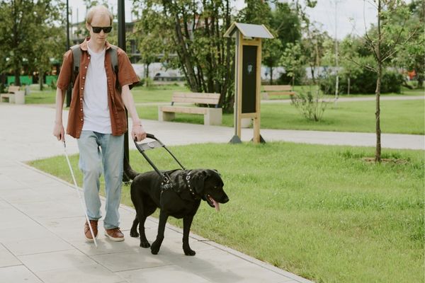 Métier du chien guide