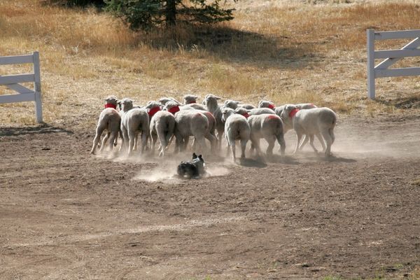 Travail de chien de berger