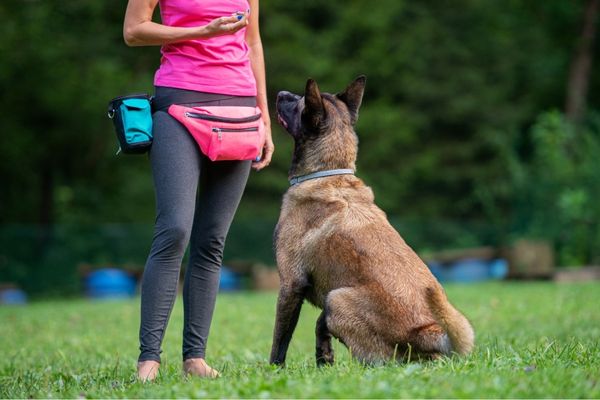 Métier d'éducateur canin