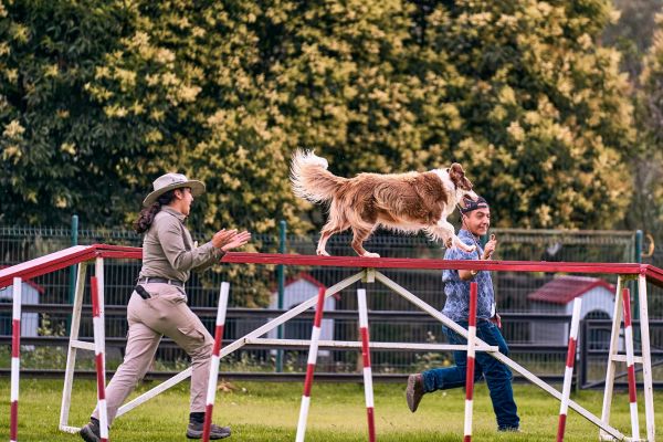 éducateur canin reconversion