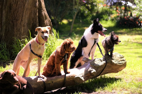 m�tier avec les chiens