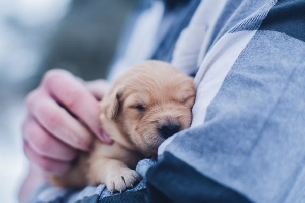 �leveur canin