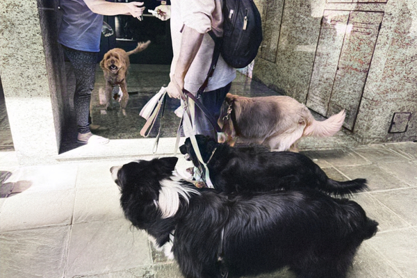 Pet-sitter