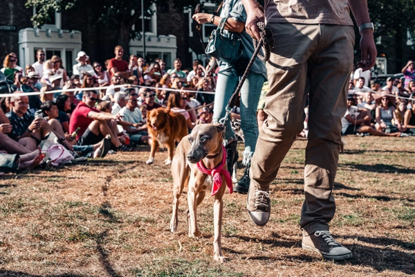 M�tiers autour �ducateur canin